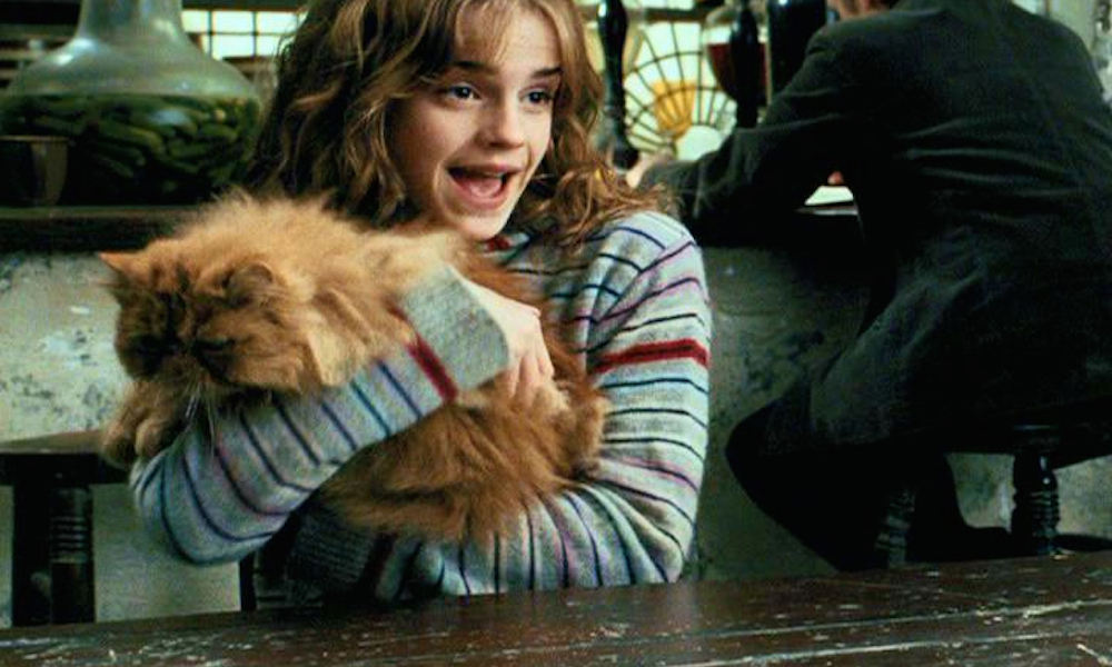 What store does Hermione buy Crookshanks from?