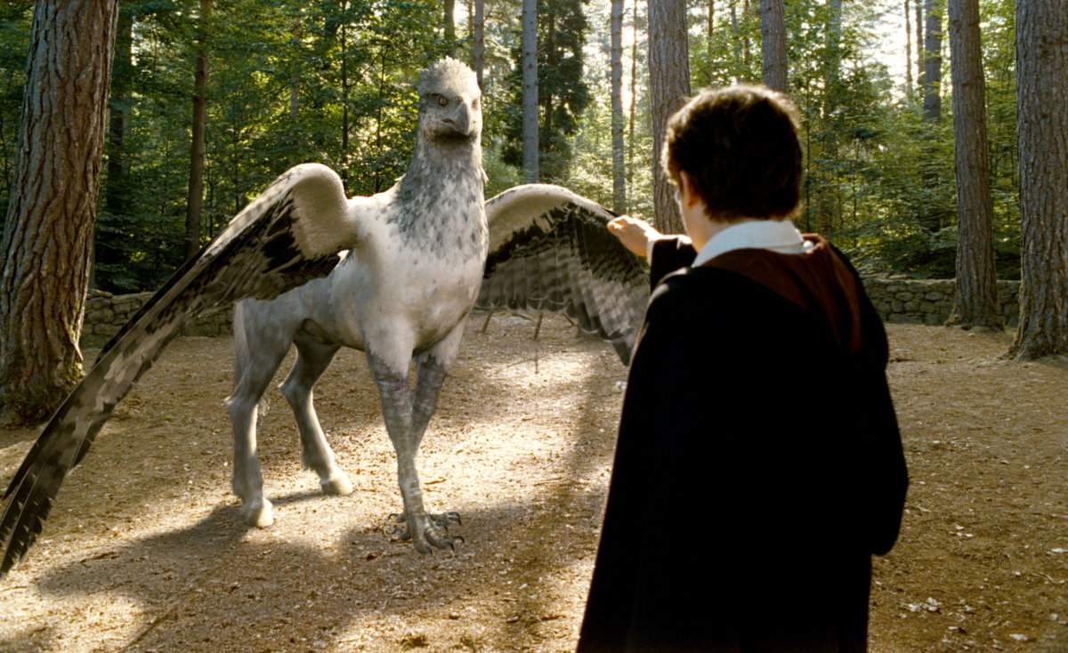 What does Hagrid feed to Buckbeak?